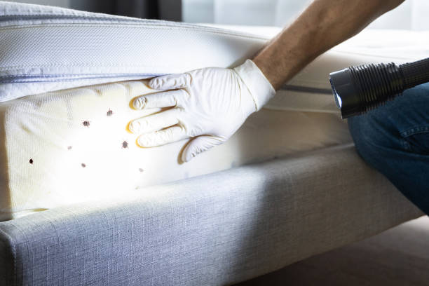 Best Best Pest Control Companies  in Lumbine Valley, CO